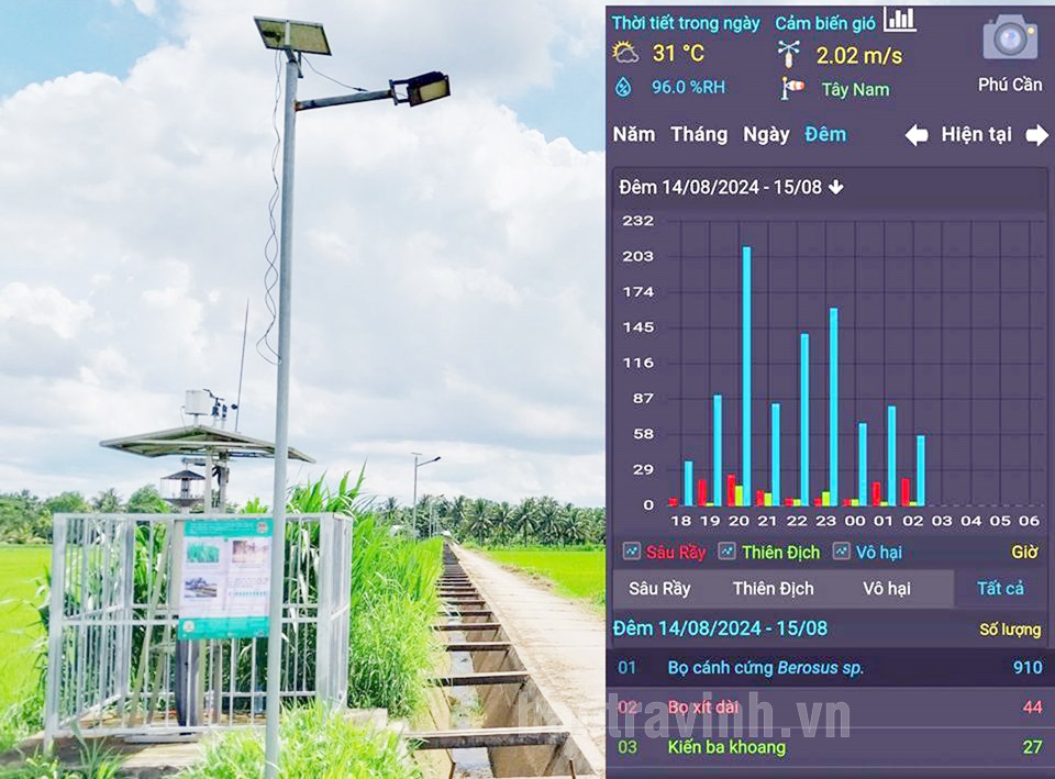 Ứng dụng hệ thống giám sát côn trùng giúp nông dân Trà vinh chủ động trong quản lý trên đồng ruộng